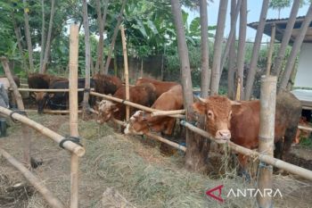DKPP Bantul memastikan kondisi kesehatan hewan kurban jelang Idul Adha
