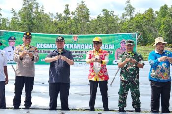 Pemkab Katingan Gencarkan Penanaman Cabai, Upaya Nyata Kendalikan Harga Pangan