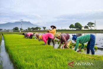 Hilirisasi pertanian jadi isu penting revisi UU Pangan