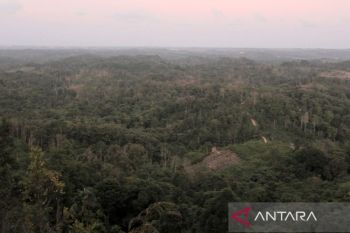 Government promotes multi-enterprise model to boost forest potential