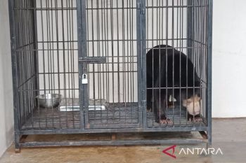 BKSDA Yogyakarta gencarkan operasi senyap kepemilikan ilegal satwa dilindungi