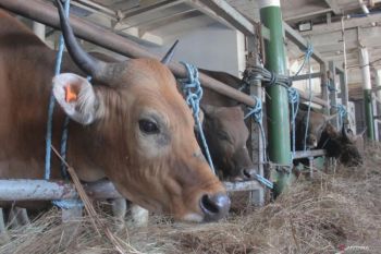 Ombudsman NTT soroti kualitas pelayanan tata niaga sapi