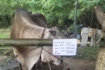 Sultra TV gelar ekspo hewan kurban jelang Idul Adha 2025