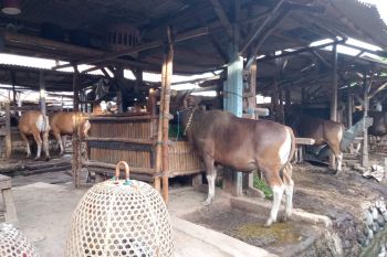 Ternak dari Sumbawa dikirim ke Mataram untuk kebutuhan kurban