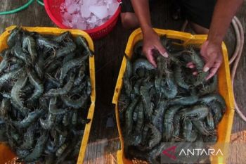 KKP tingkatkan serapan udang nasional lewat kampanye "Gemarikan"