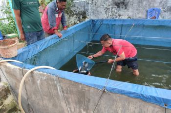 Ketahanan pangan terus bergulir, Rutan Lubuk Sikaping Panen Ikan Nila Bioflok