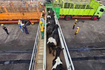 Balai Karantina Jateng  cek kesehatan 1.138 sapi asal Australia