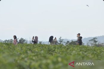 Jumlah kunjungan wisatawan kuartal I di Bengkulu
