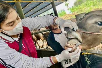 Jelang Idul Adha sebanyak 720 ekor sapi kurban di Tanjungpinang diperiksa