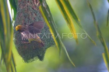 Pembuatan sarang burung Manyar tempua