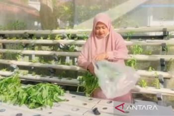 Dinas Pangan Kota Solok perluas lokasi budi daya sayuran hidroponik