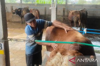 Ada terapis sapi di Semarang, bantu cegah PMK