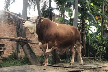 Dinas Peternakan Sumsel  cek kesehatan hewan kurban Presiden Prabowo