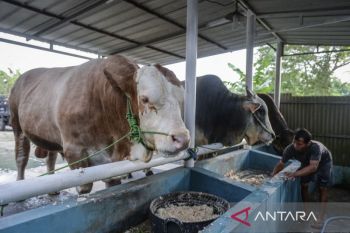 Sapi kurban sumbangan Presiden di Tangerang