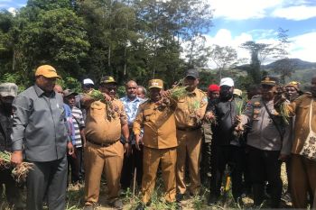 Pemkab Jayawijaya panen bawang merah lahan empat hektare distrik Piramid