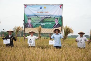Kementan bersama Pemkab Sleman melakukan panen dan percepatan tanam padi