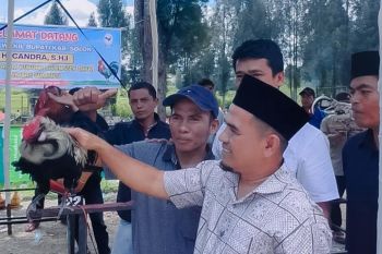 Kontes Ayam Kukuek Balenggek di Kabupaten Solok