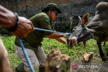 Pemeriksaan kesehatan hewan kurban di Bandung