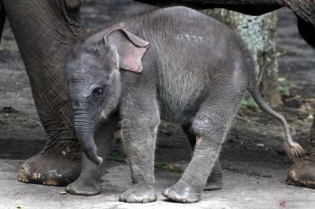 Perkenalan bayi gajah Sumatra di Jatim Park