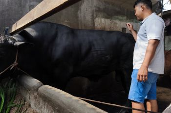 Bandarlampung cek kesehatan hewan kurban bantuan Presiden