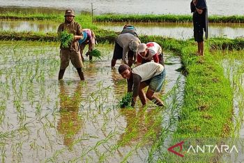 BPS Sulsel: Tiga subsektor pertanian alami kenaikan per Juni 2025