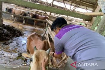 DKPHP Cianjur turunkan 25 petugas cek kesehatan hewan ternak