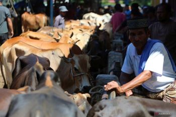 Tata cara menyembelih hewan kurban menurut syariat Islam