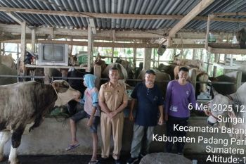 Pemkab Padang Pariaman bentuk empat tim pengawasan pemotongan hewan kurban