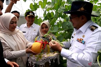Wisata petik melon jadi daya tarik baru di Tanah Datar