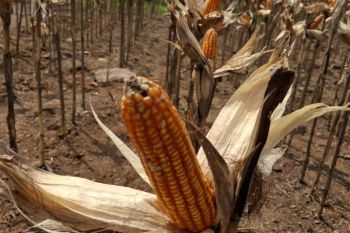 Bulog Lampung sebut enam unit gudang penyimpanan jagung sudah penuh