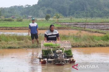 DKPP Belitung targetkan produksi 1.691 ton padi di 2026
