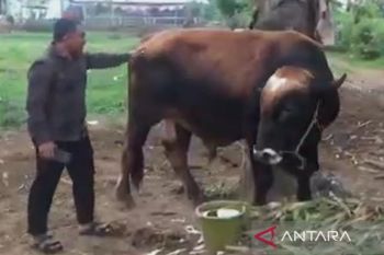 Gowa siapkan sapi kurban pesanan Presiden Prabowo