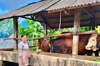 Pemkot Tanjungpinang dapat bantuan sapi kurban dari Presiden untuk pertama kali