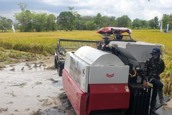Dintan TPH Sumsel  antisipasi penurunan produksi padi musim kemarau