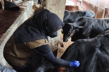 Pemkot Bandarlampung catat kebutuhan hewan kurban capai 7.000 ekor