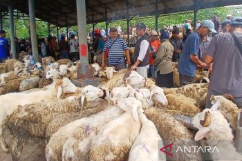 Stok kambing/domba di Temanggung cukup