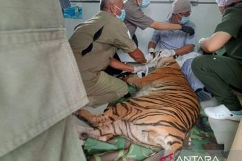 BKSDA Jambi melakukan penanganan medis terhadap harimau terkena jerat