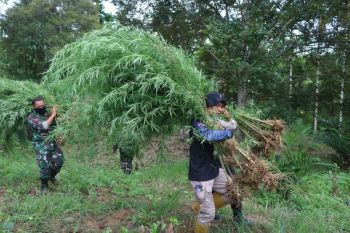 Korem 011/Lilawangsa musnahkan empat hektare ladang ganja di Aceh Utara