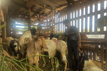 Pembeli mulai buru kambing di Kampung Muslim Bali jelang Idul Adha