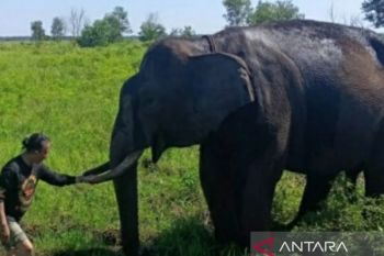BKSDA Sumsel buat posko pemantau gajah di Air Sugihan OKI