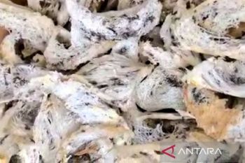 Harga anjlok, realisasi pajak sarang walet di Kotim turun drastis