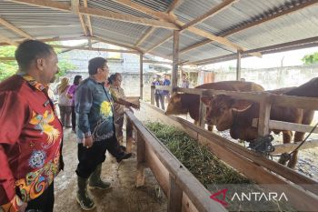 Pemprov Papua menjamin hewan kurban dalam kondisi sehat