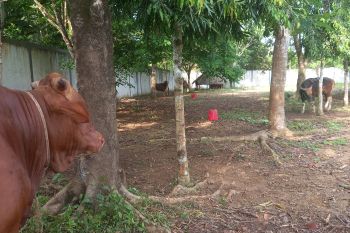 Presiden Prabowo kurban delapan sapi di Babel