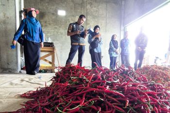Bapanas perketat pengawasan cabai - ikan asin cegah cemaran berbahaya