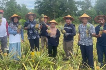 PT Timah - Poktan Air Jelutung kembang nanas di bekas tambang