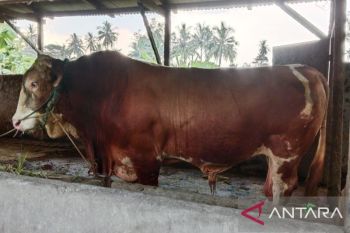 Warga OKU Timur suka cita terima sapi kurban seberat satu ton dari Presiden Prabowo