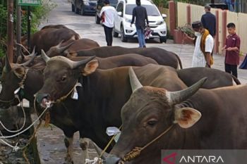 Pedagang  hewan kurban Palembang datangkan stok dari provinsi tetangga