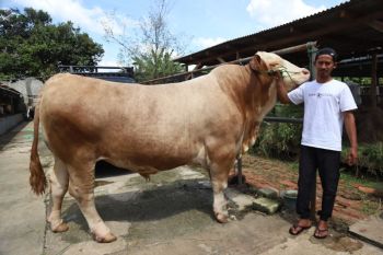Sapi kurban dari Presiden Prabowo di Kota Tangerang berbobot 1,15 Ton