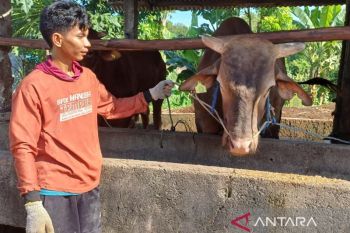 Sapi kurban bantuan Presiden untuk Tanjungpinang diberi nama Jearsen