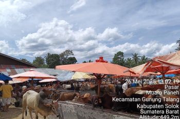 Pemkab Solok periksa kesehatan hewan kurban jelang Idul Adha 1446 H